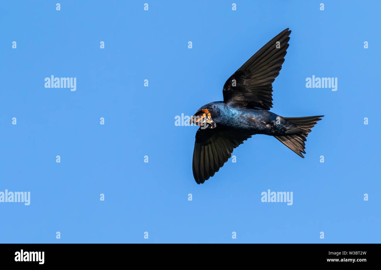 Purple martin (Progne subis) male flying with a prey butterfly in the beak, Iowa, USA. Stock Photo