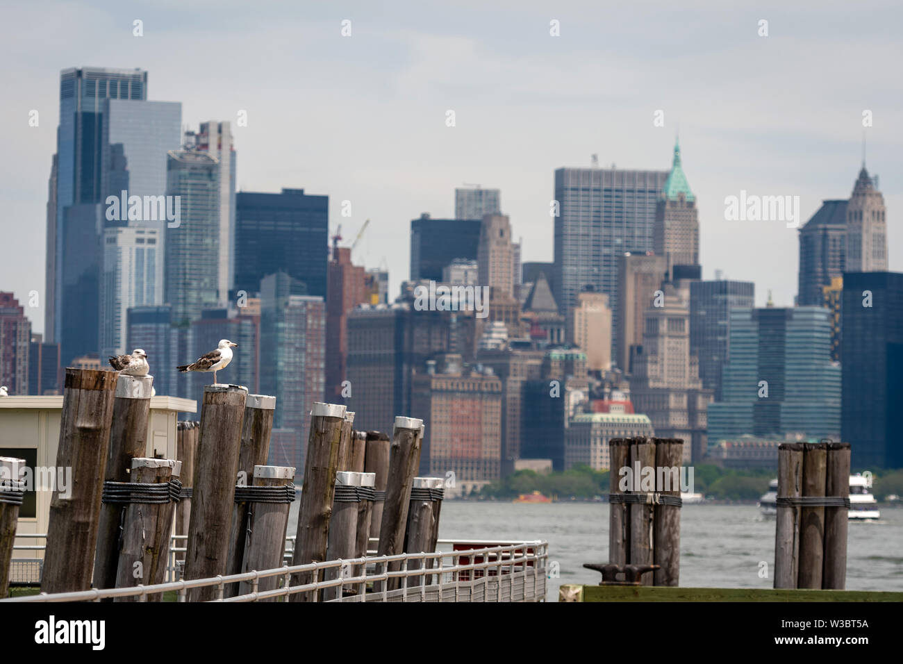 Seagulls at the Old Ferry Dock on Liberty Island near New York City, USA - Image Stock Photo