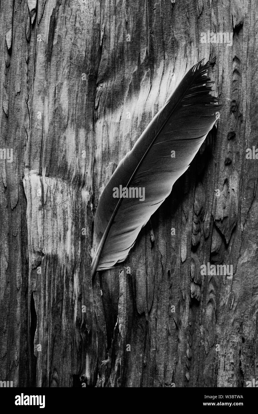 Still life of a bird feather on textured wood. Stock Photo