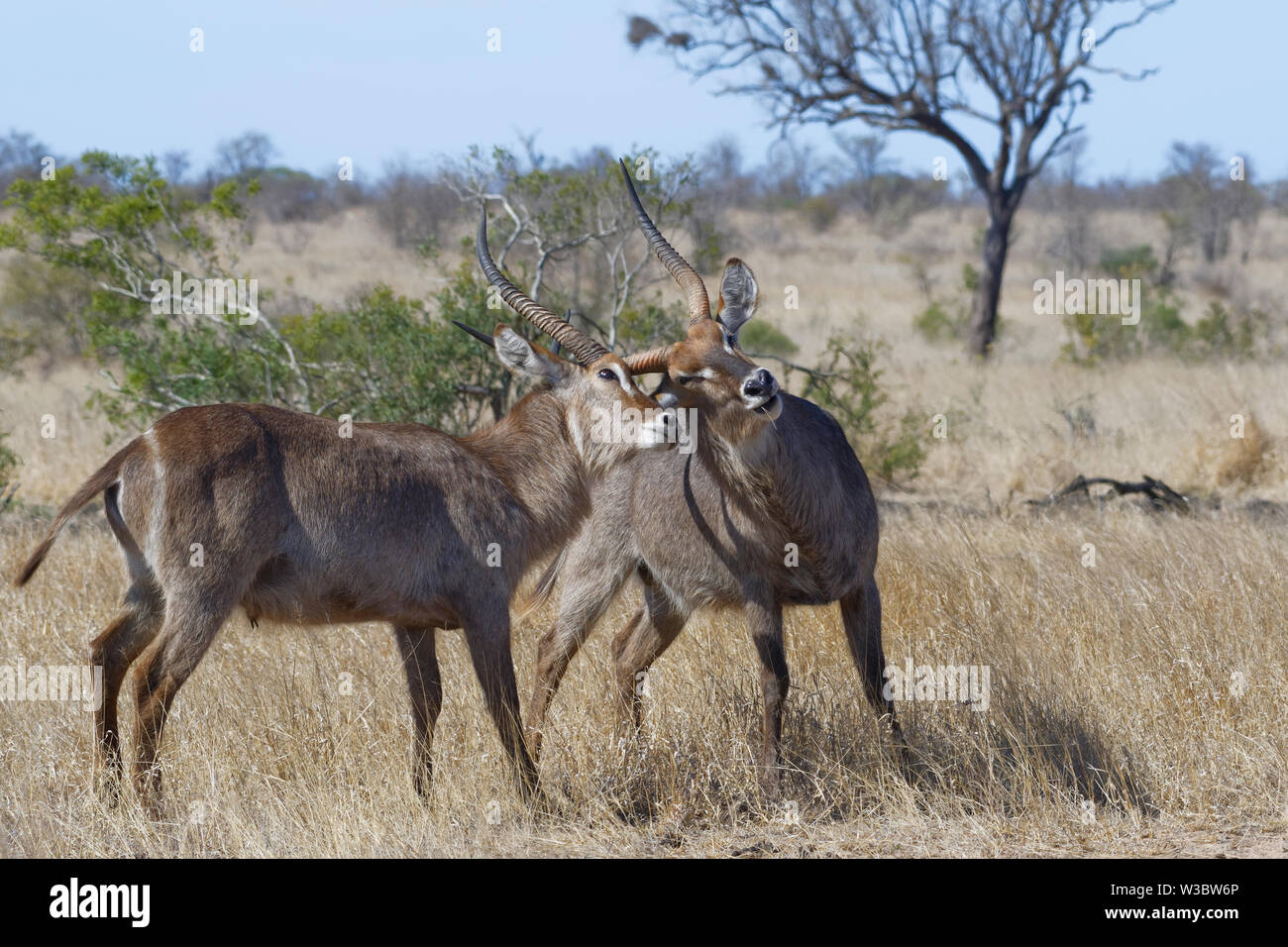 Common waterbucks (Kobus ellipsiprymnus), two adult males fighting in the dry grassland, Kruger National Park, South Africa, Africa Stock Photo