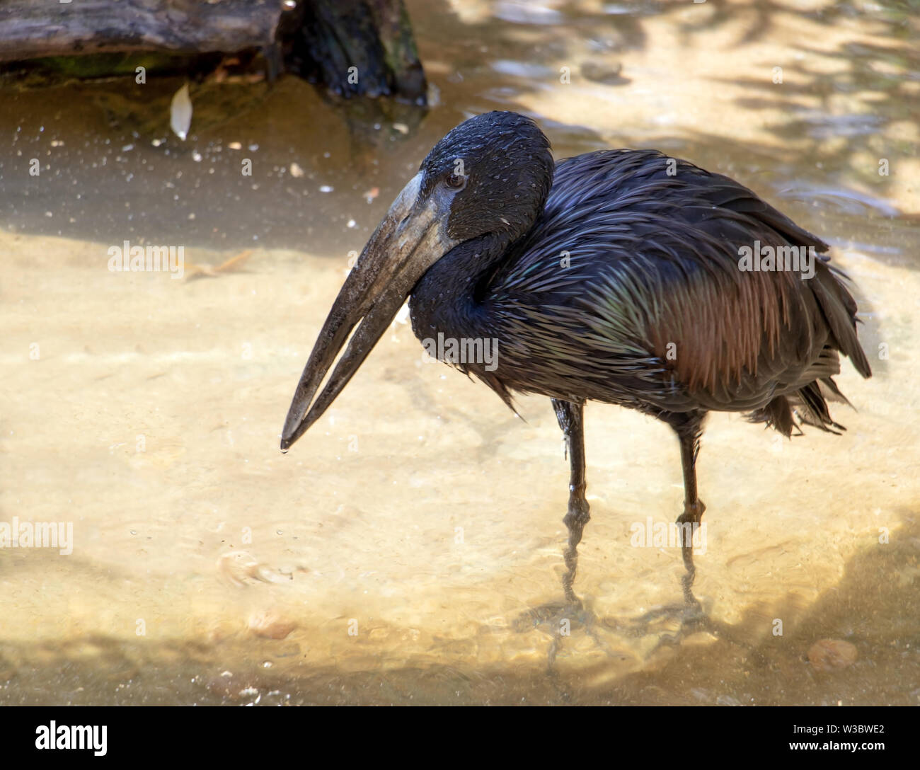 The African openbill (Anastomus lamelligerus) walking in the water. Stock Photo