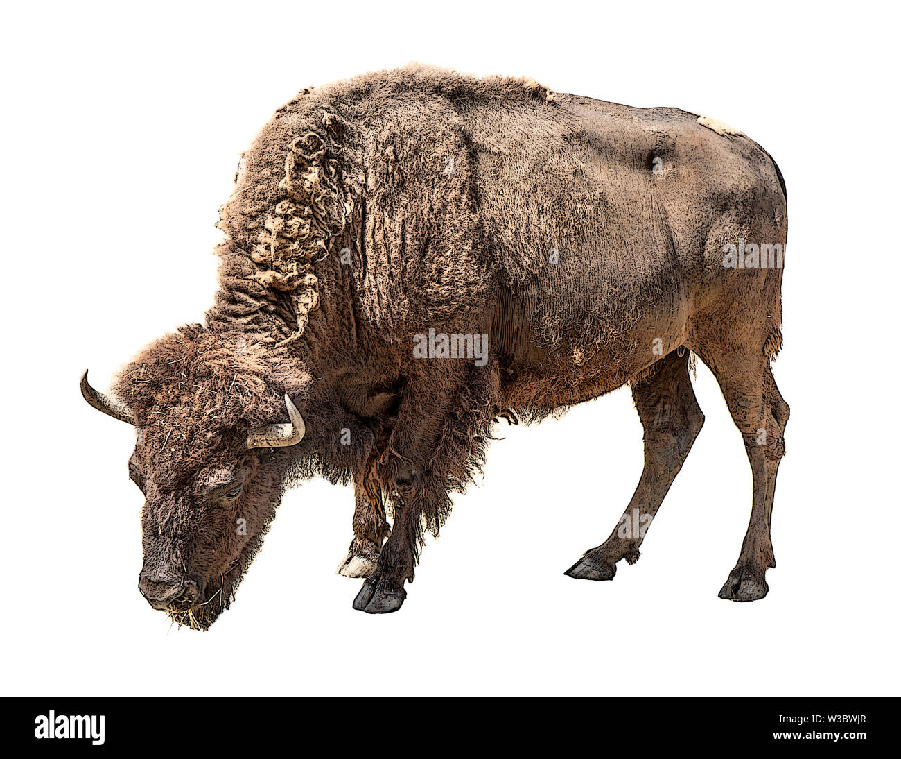 Bison isolated on a white background Stock Photo