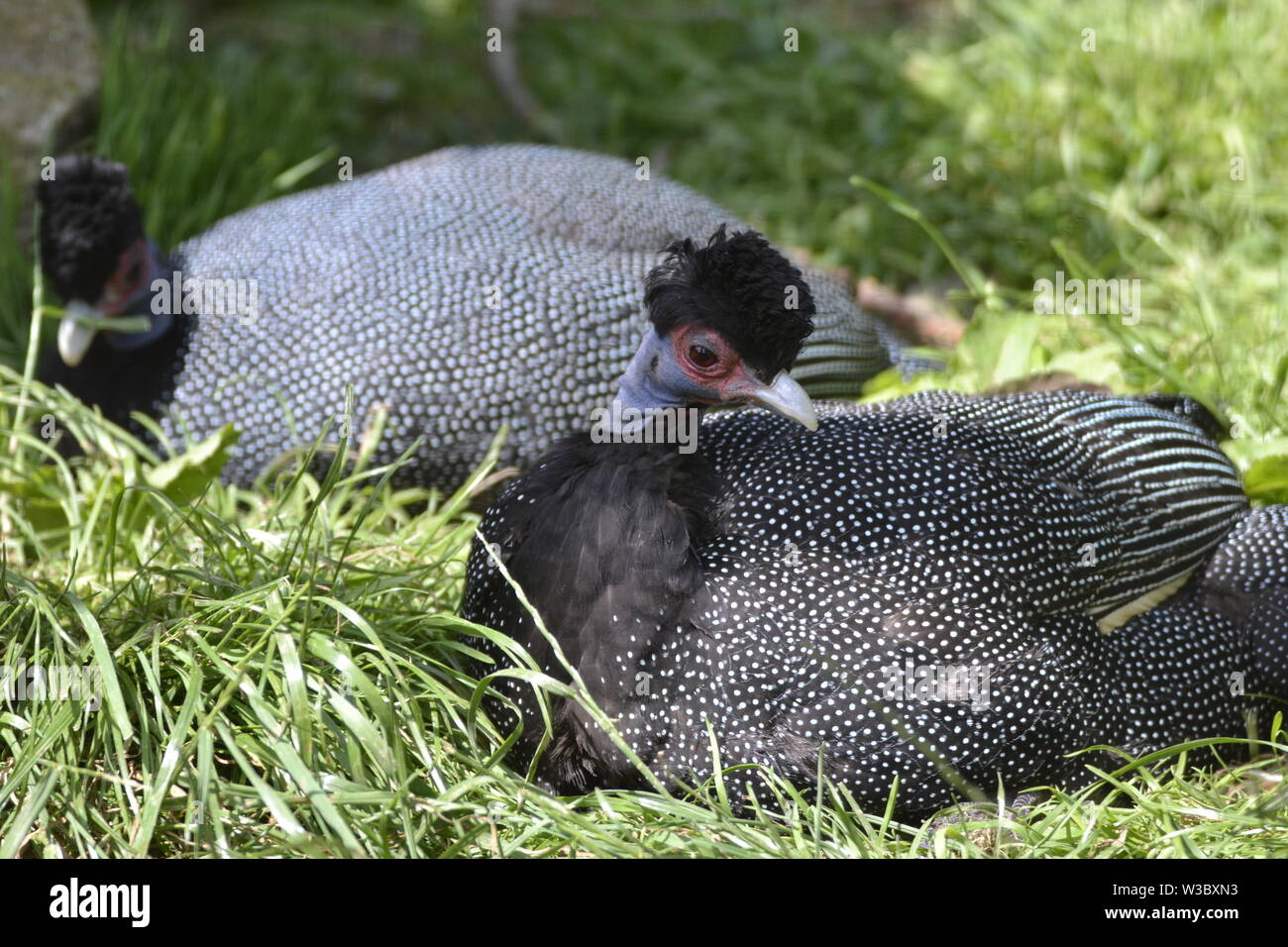 Kenyan / African Crested Guineafowl at Birdland Park and Gardens in Bourton-on-the-Water, Gloucestershire, UK Stock Photo