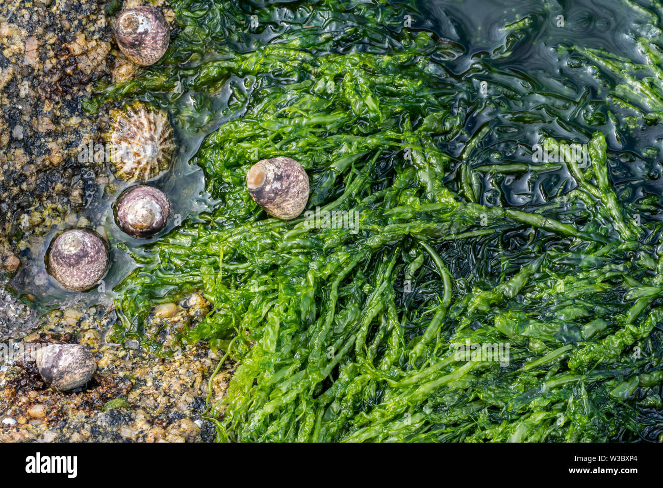 Gutweed / sea lettuce / grass kelp (Ulva intestinalis / Enteromorpha intestinalis) green alga washed on rocky beach Stock Photo
