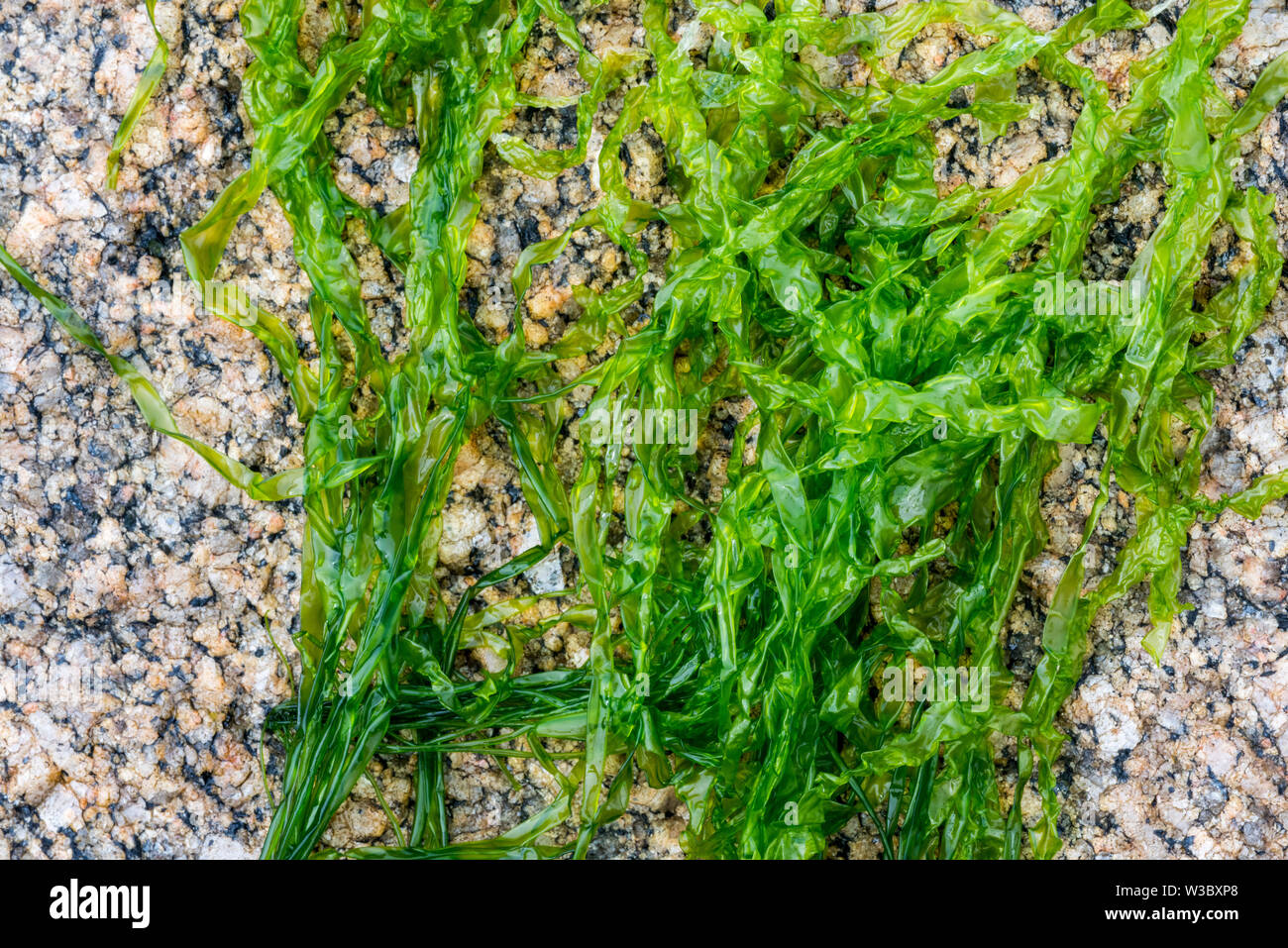 Gutweed / sea lettuce / grass kelp (Ulva intestinalis / Enteromorpha intestinalis) green alga washed on rocky beach Stock Photo