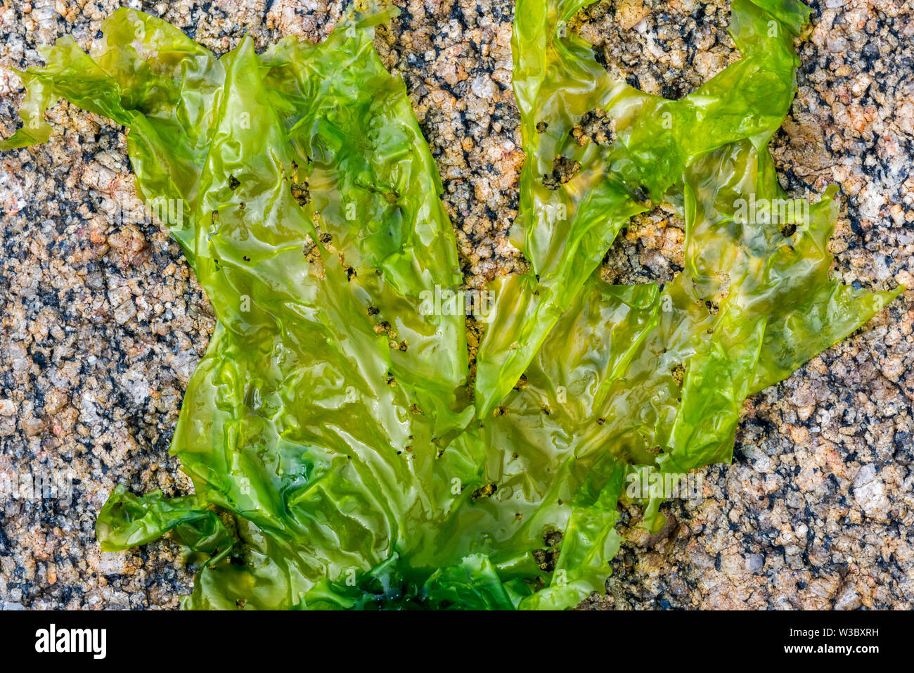 Sea lettuce (Ulva lactuca) edible green alga washed ashore on rocky beach Stock Photo
