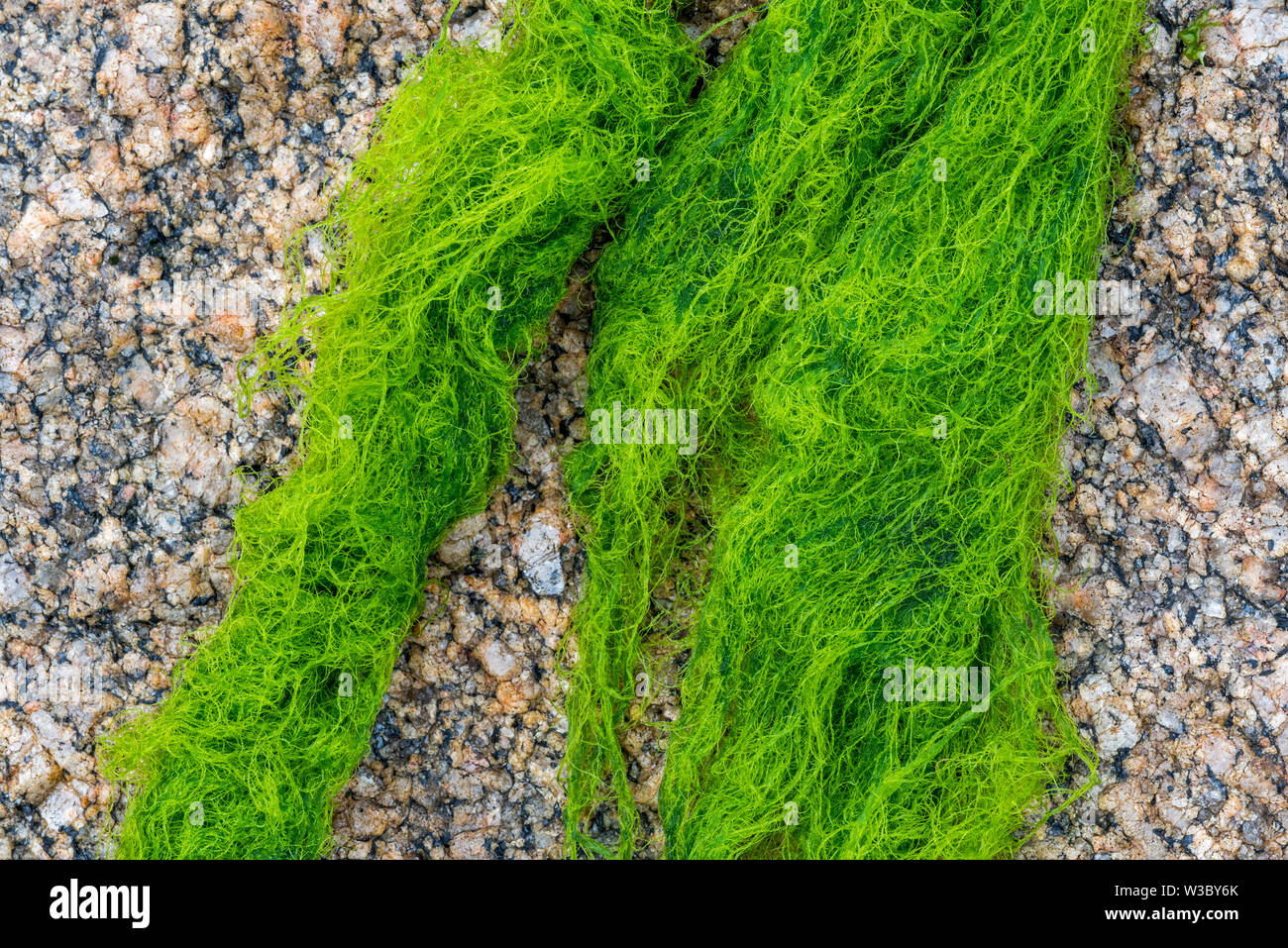 Cladophora rupestris, green alga washed on rocky beach Stock Photo
