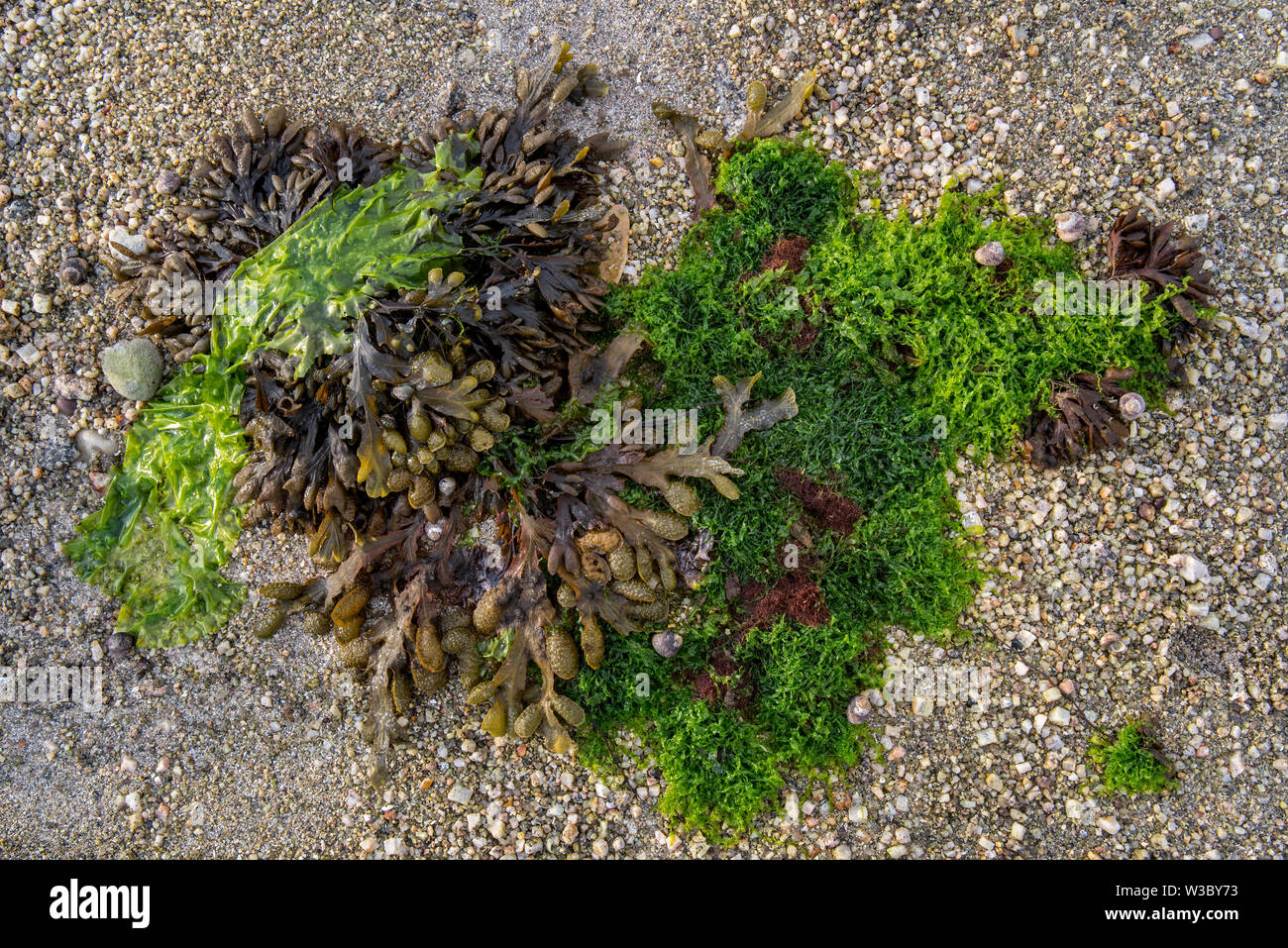 Gutweed (Ulva intestinalis / Enteromorpha intestinalis), sea lettuce (Ulva lactuca) and spiral wrack / flat wrack (Fucus spiralis) washed on beach Stock Photo