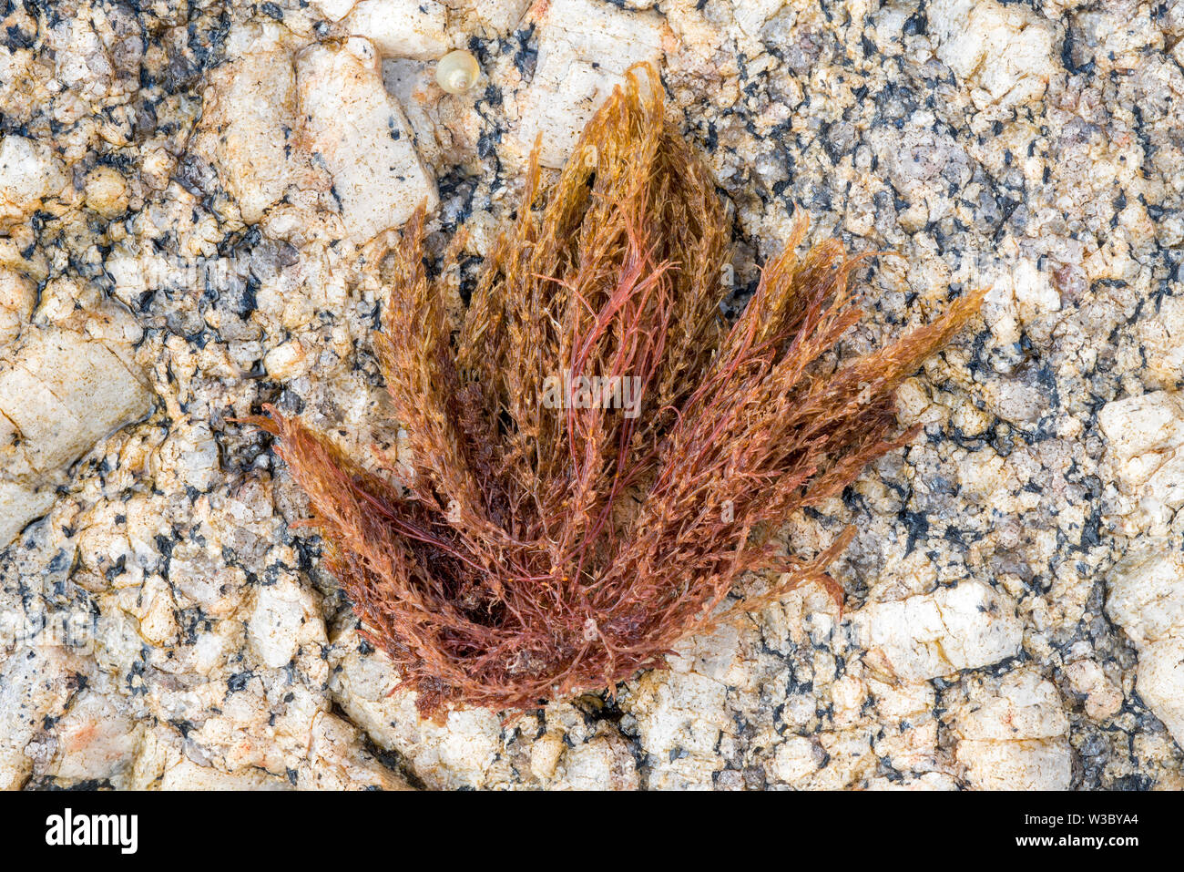 Bornetia secundiflora, red alga washed ashore on rocky beach Stock Photo