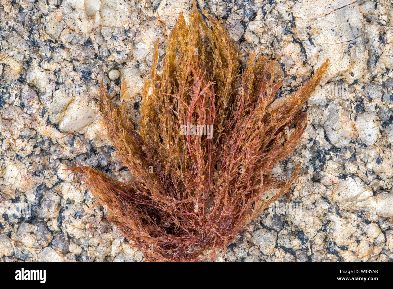 Bornetia secundiflora, red alga washed ashore on rocky beach Stock Photo