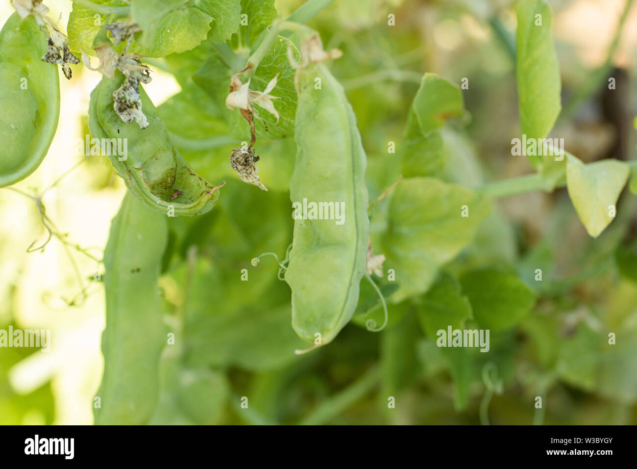 Peas growing in a field Vegetable Garden Stock Photo Alamy