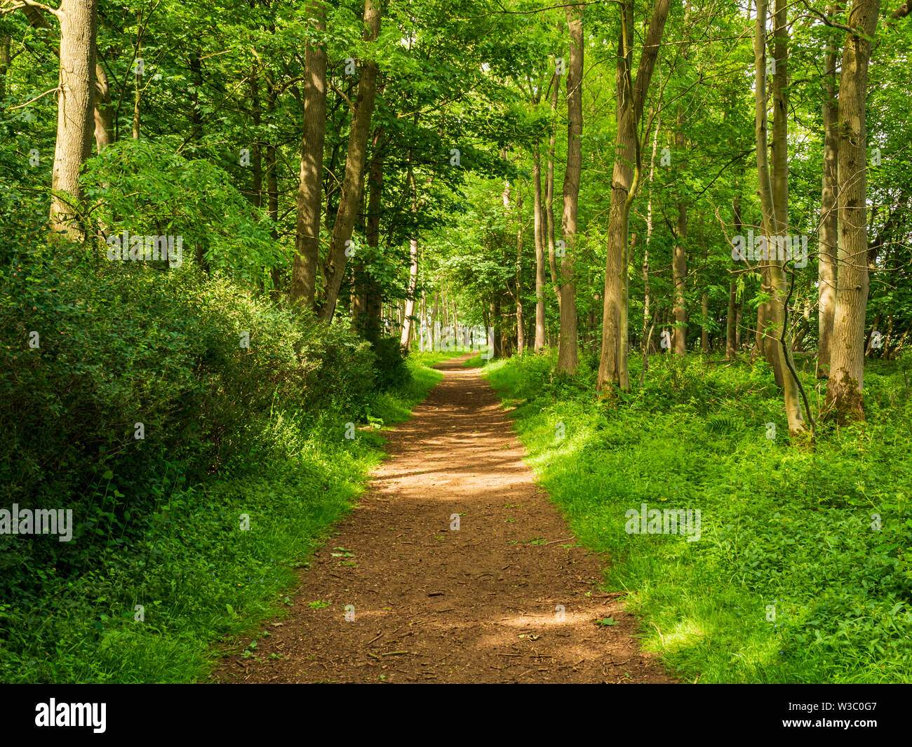 Leafy woodland hi-res stock photography and images - Alamy