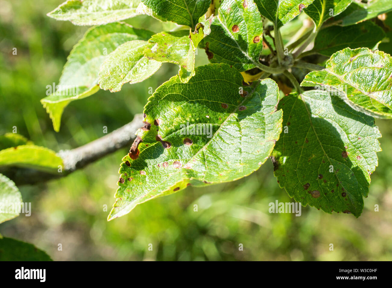 leaf of an apple tree with black dots - frost damage Stock Photo