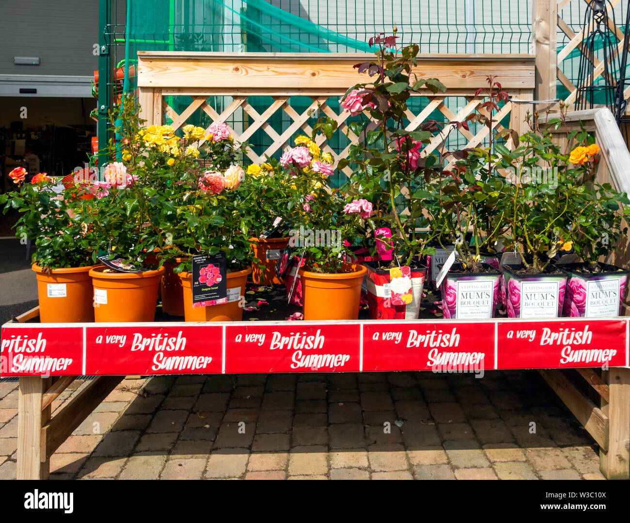 A display of flowering roses for sale in a North Yorkshire Garden Centre promoted as - a very British Summer Stock Photo