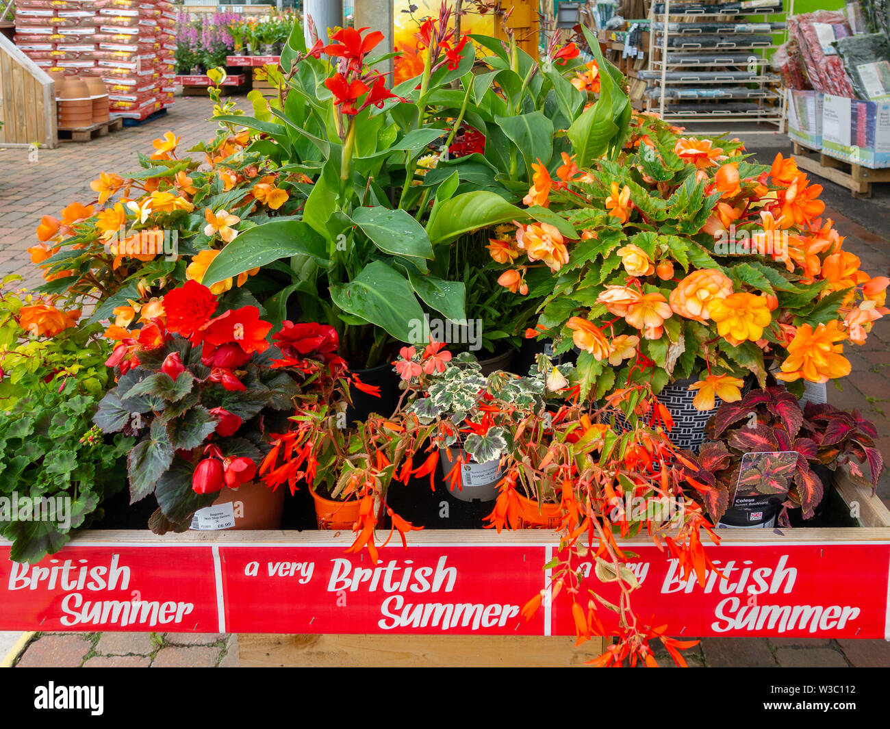 Roses display garden centre hi-res stock photography and images - Alamy