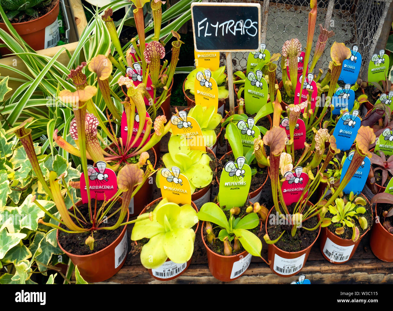 Fly Traps, carnivorous plants for sale in a garden centre Sarracenia Tygo, Pinguicula tina, Nepenthes Alata and Dionea Muscipola or Venus fly trap Stock Photo