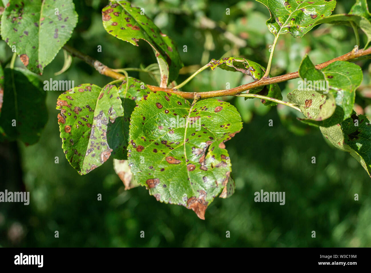leaf of an apple tree with black dots - frost damage Stock Photo