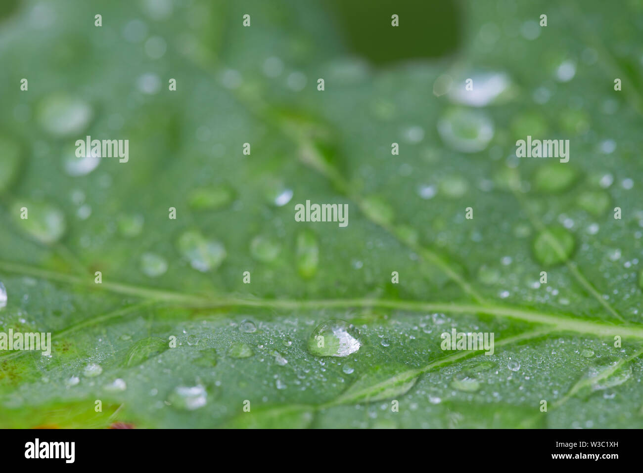 water drops on summer oak green leaves closeup Stock Photo