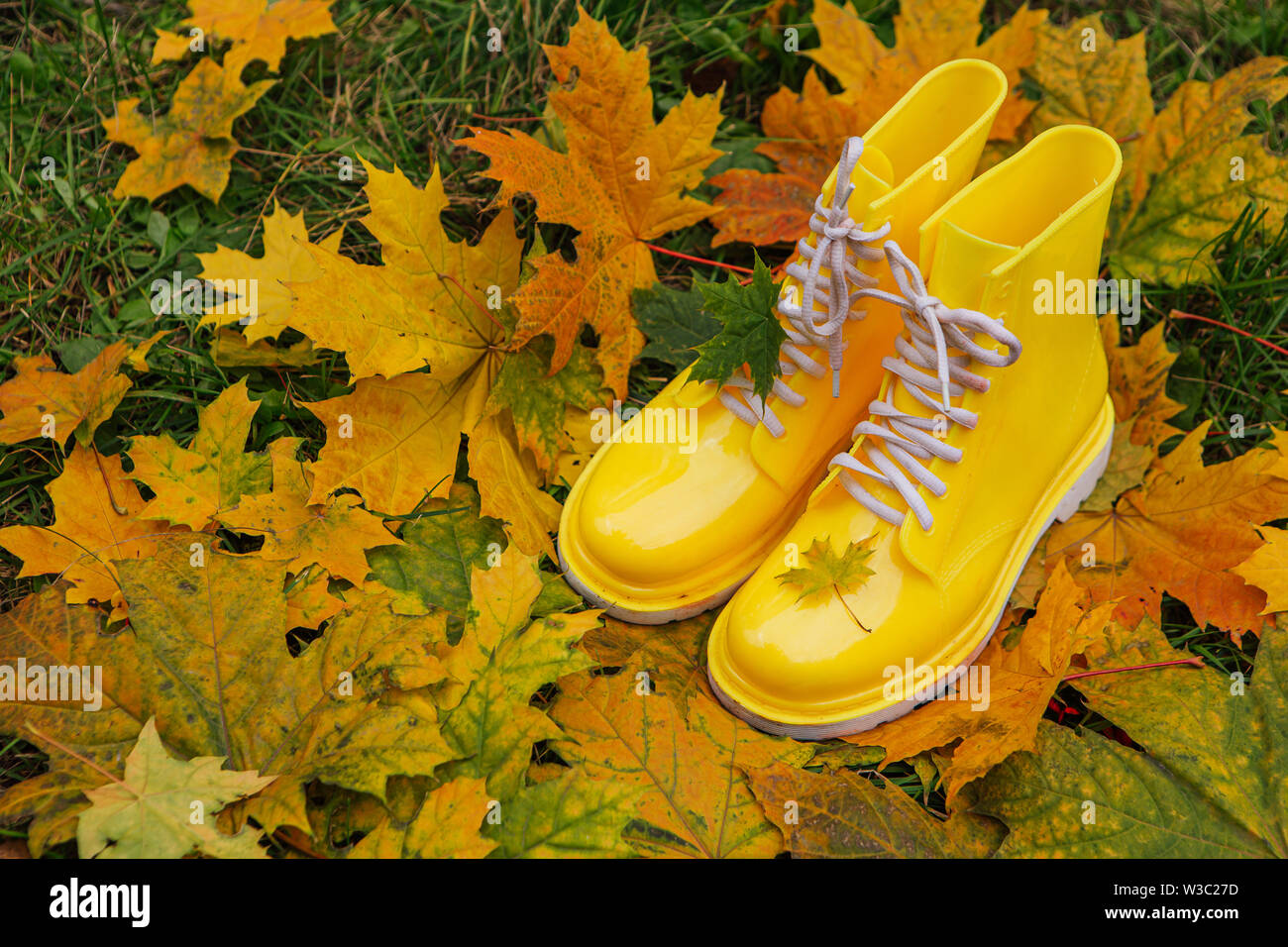 Yellow rubber boots and yellow maple leaves on a wet grass. Autumn ...