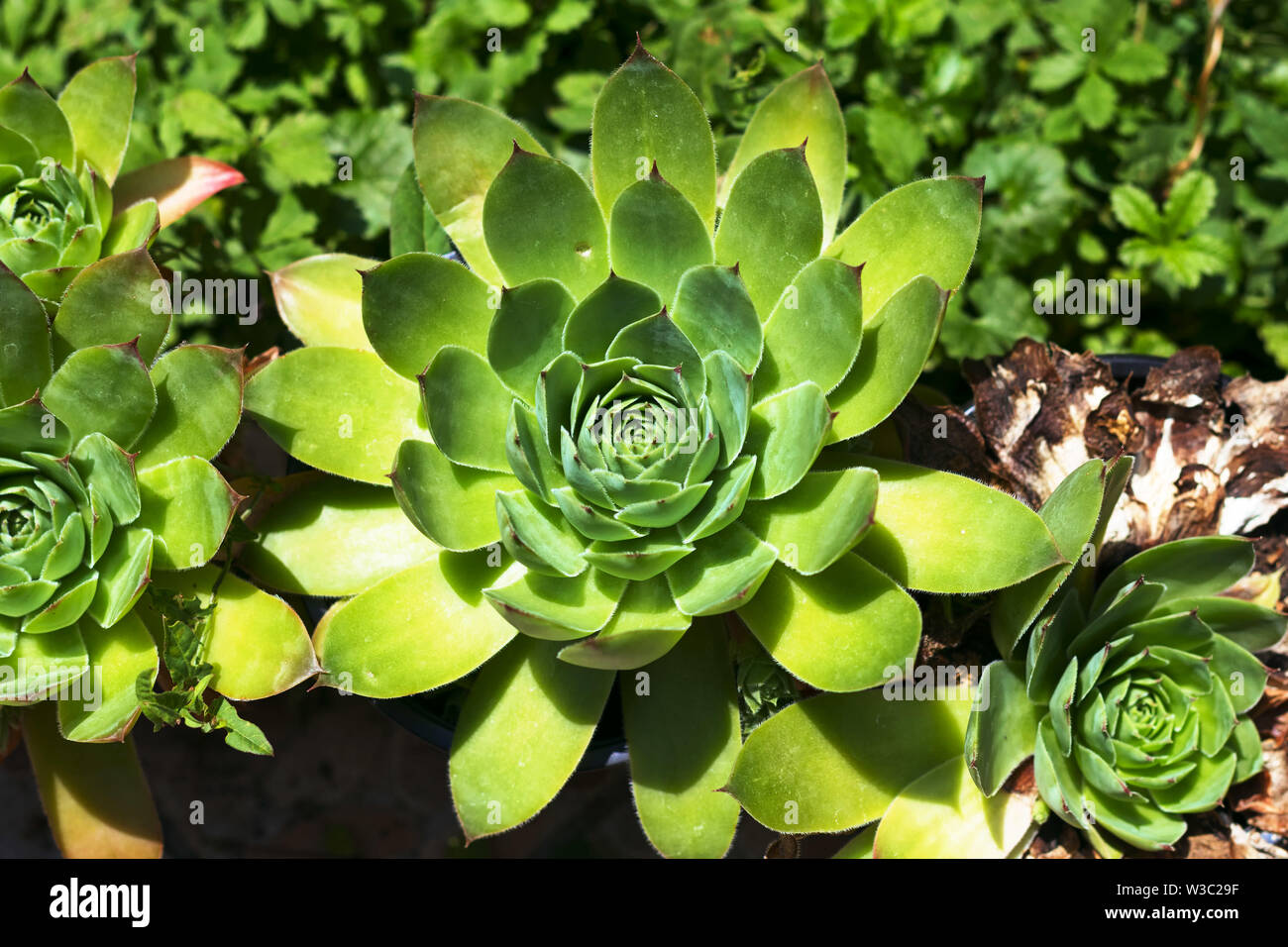 Housleek or Sempervivum tectorum, top view Stock Photo