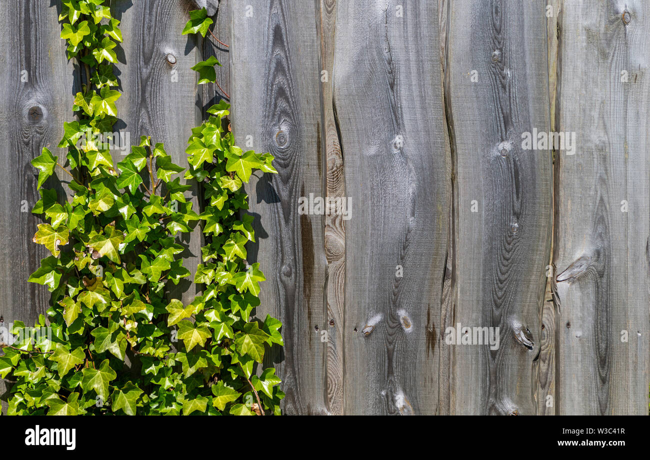 Old Fence Covered In Ivy High Resolution Stock Photography and Images ...