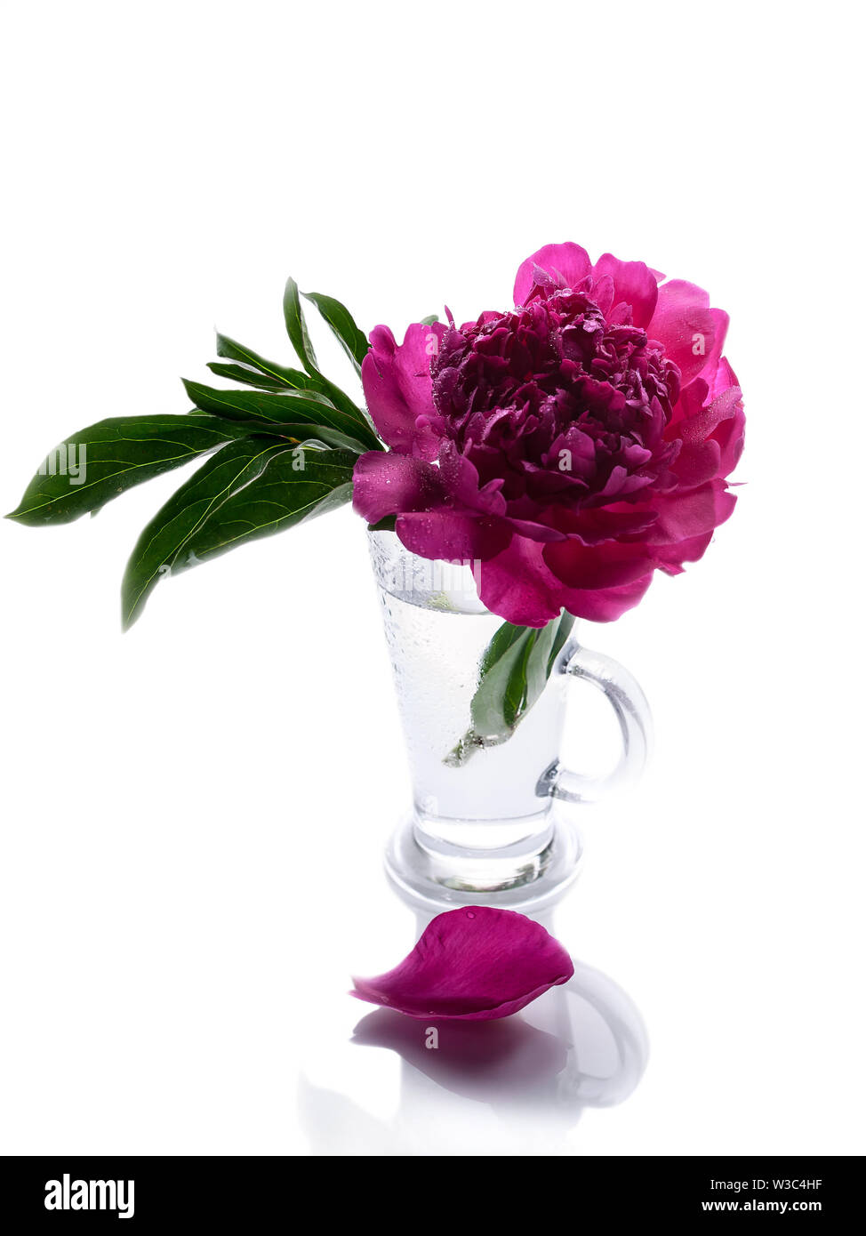 Peonies in a glass vase isolated on white background. Romantic gift. Vertical shot Stock Photo