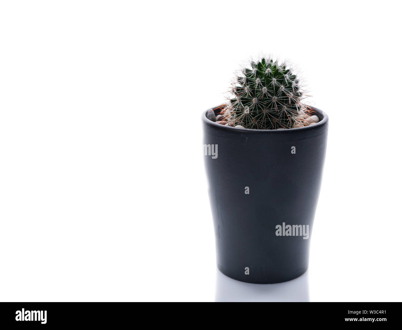 Cactus in a pot isolated object on a white background. Copy space Stock Photo