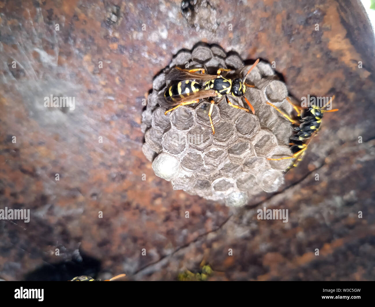 Wwasp Comb Common wasp comb hi-res stock photography and images - Alamy