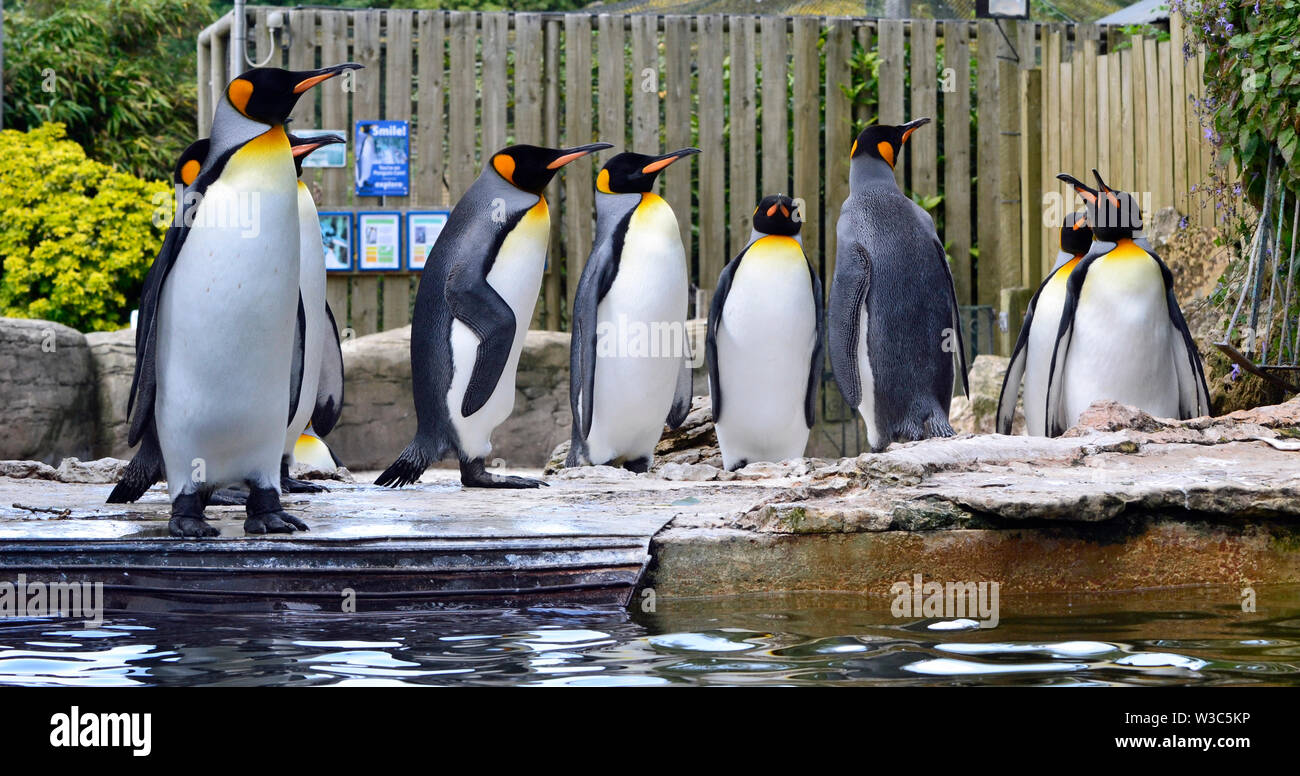 King Penguins In The Penguin Enclosure At Birdland Park And Gardens In Bourton On The Water Gloucestershire Uk Stock Photo Alamy