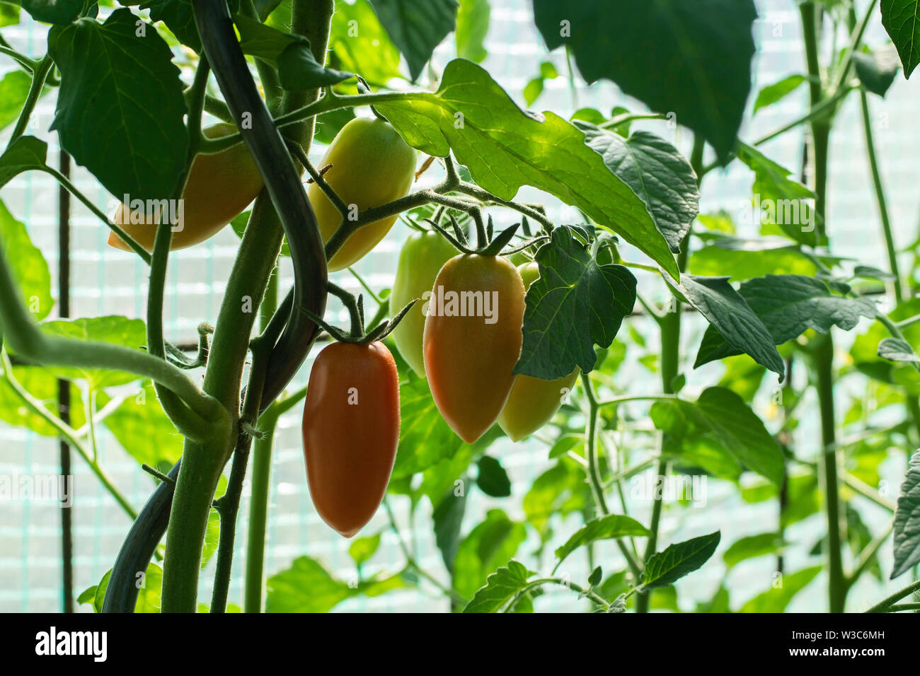 Sweet pepper plant ,paprika red green and yellow fruits Stock Photo - Alamy