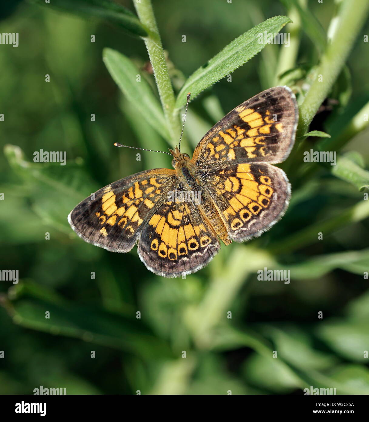 Silvery checkerspot butterfly wings extended Stock Photo