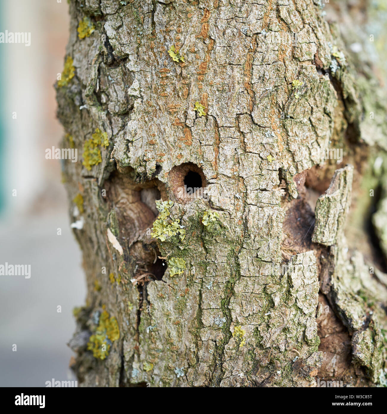Trunk of the first ash tree damaged by the Asian longhorned beetle in Magdeburg Stock Photo