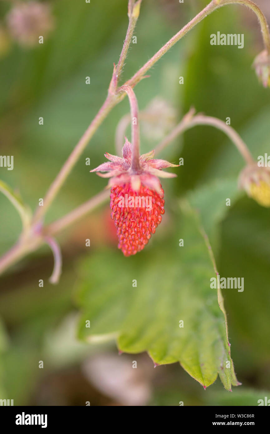 Fruit of a mock strawberry, Duchesnea indica. blurr upright Stock Photo