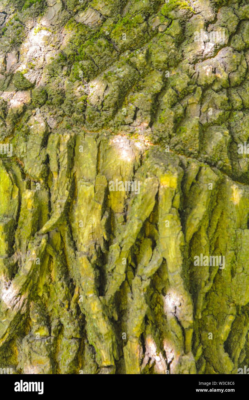 Texture of old tree bark with green moss Stock Photo Alamy