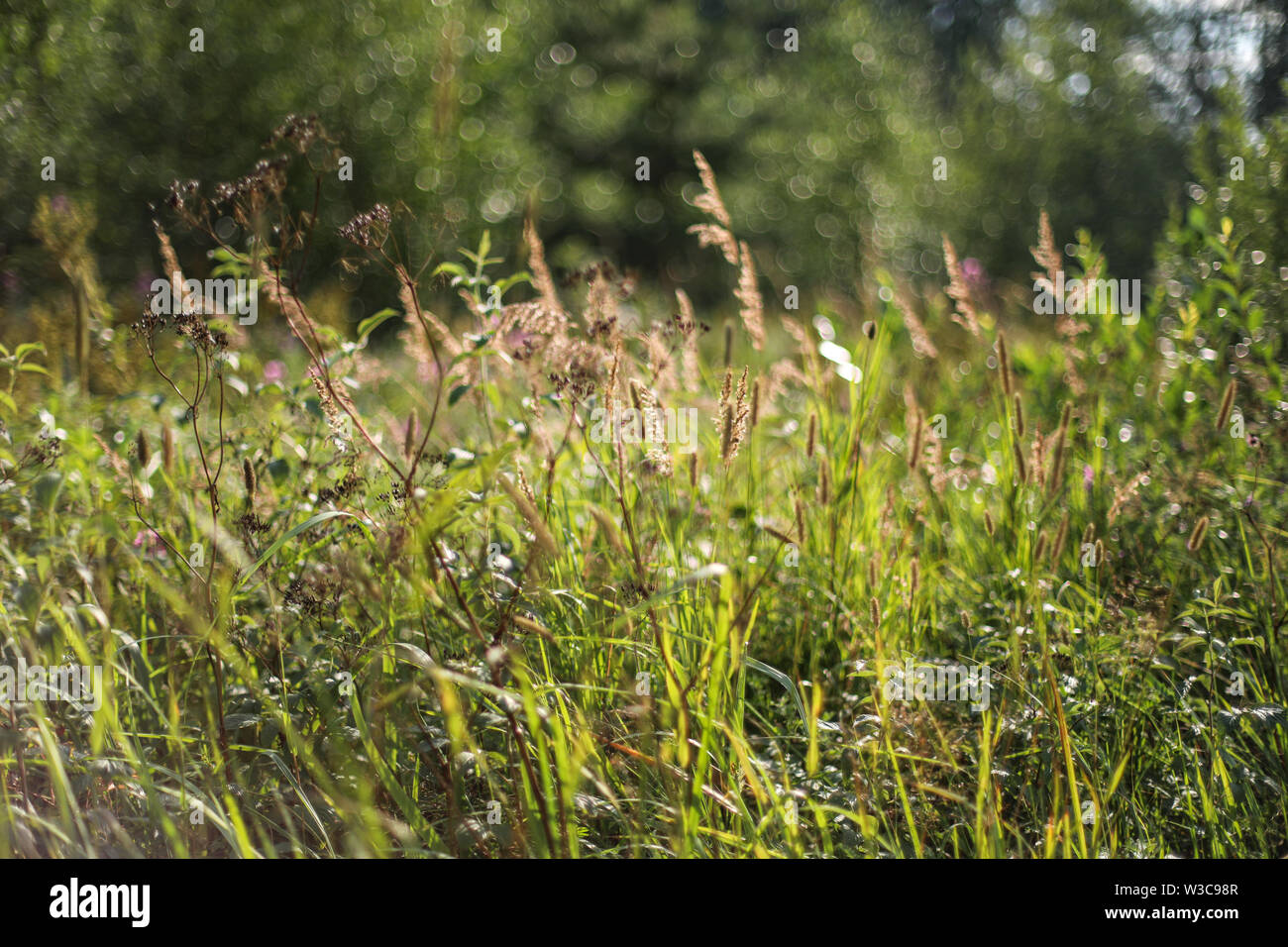 Summer weed and grass on a dirt road side in Ylöjärvi, Finland Stock Photo
