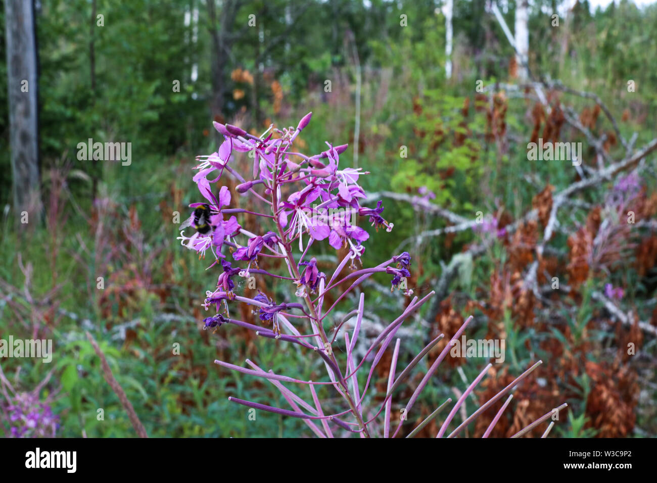 Fireweed a.k.a. rosebay willowherb growing on the dirt road side in Ylöjärvi, Finland Stock Photo