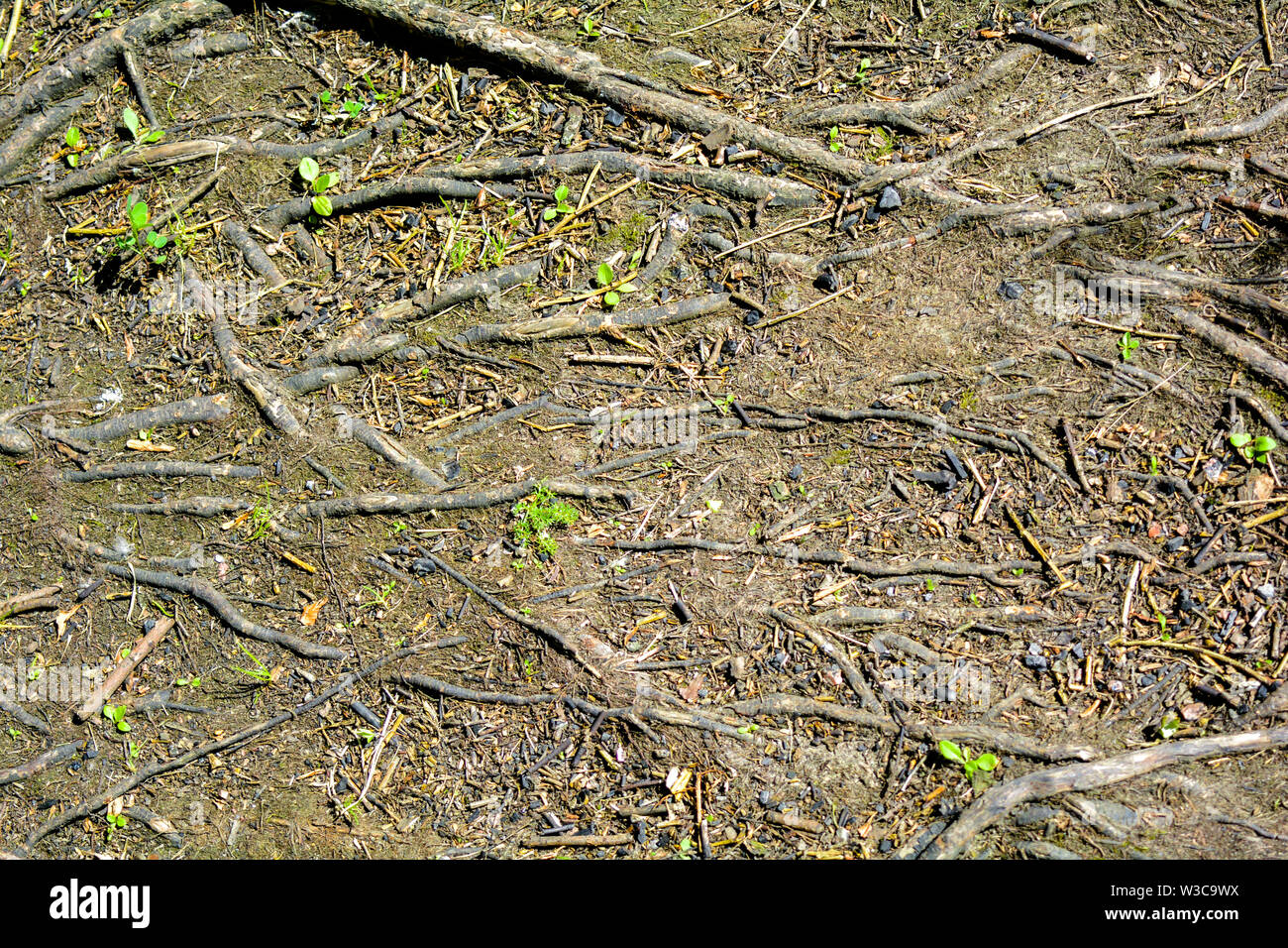Sparse Roots Roots of tree in ground with sparse green grass and small fragments of ...