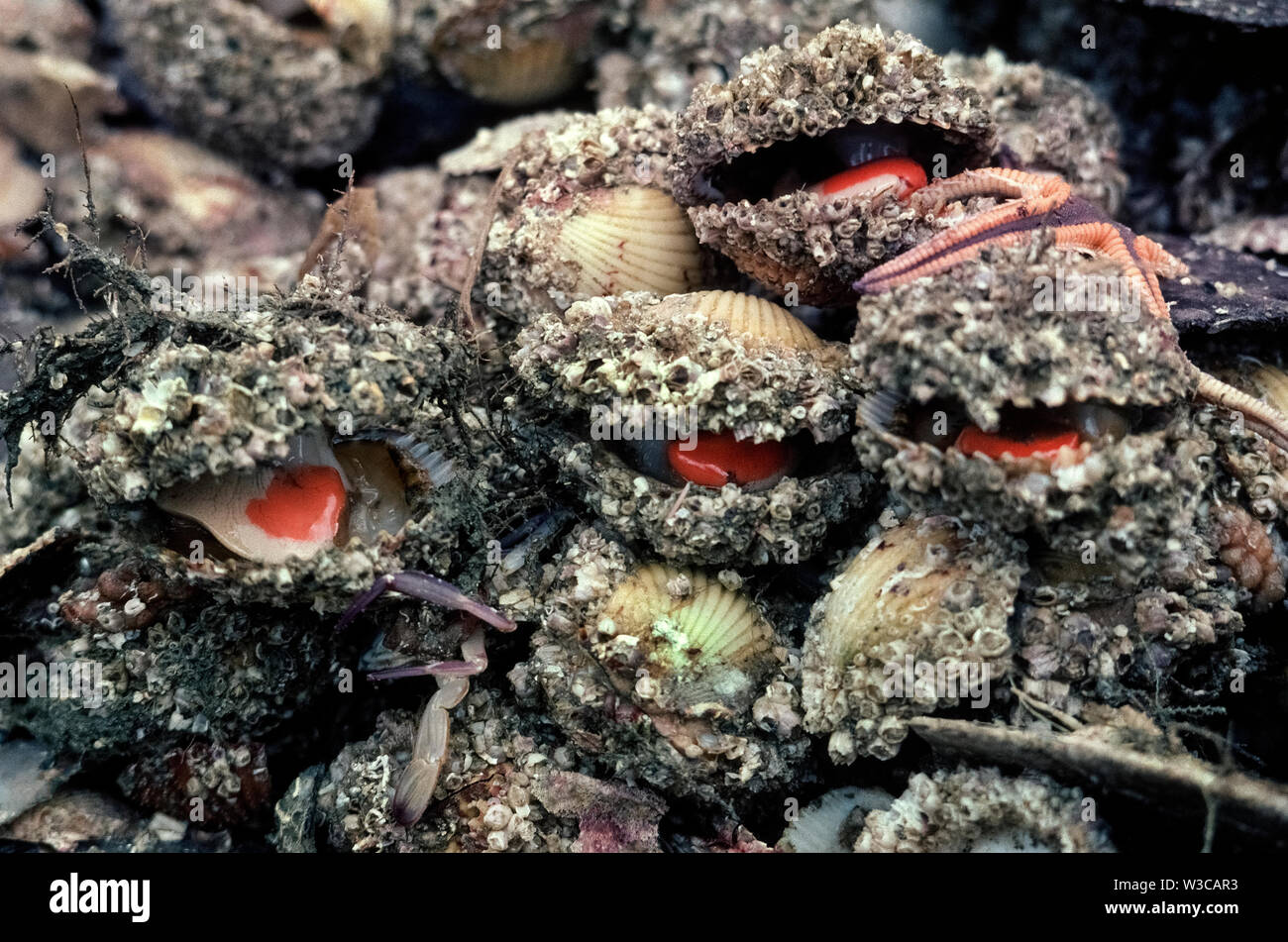 A cluster of sea life dragged up by a fisherman in Florida, USA, shows four shellfish that have popped open to reveal the reddish female reproductive glands of scallops. These invertebrate animals are mollusks that are harvested as a popular seafood. Scallops are bivalves, meaning they have two hinged shells of carbon carbonate that open and close to feed and to move through the water.  The opening and closing is controlled by the adductor muscle, which actually is the round, fleshy part of the scallop that we eat. Of the more than 400 species of scallops, two are enjoyed as food in the U.S. Stock Photo