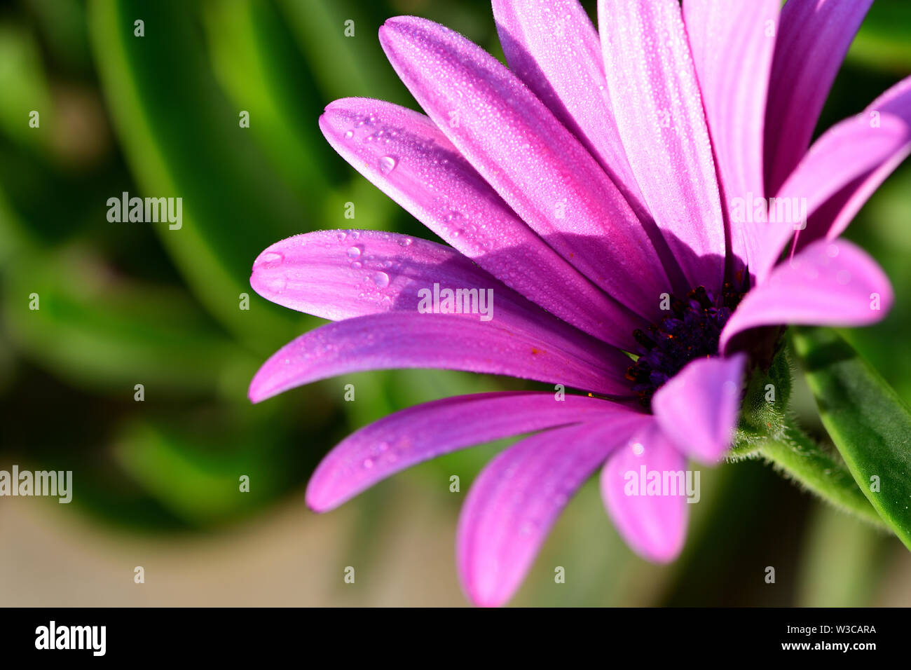close up of beautiful purple flower Stock Photo