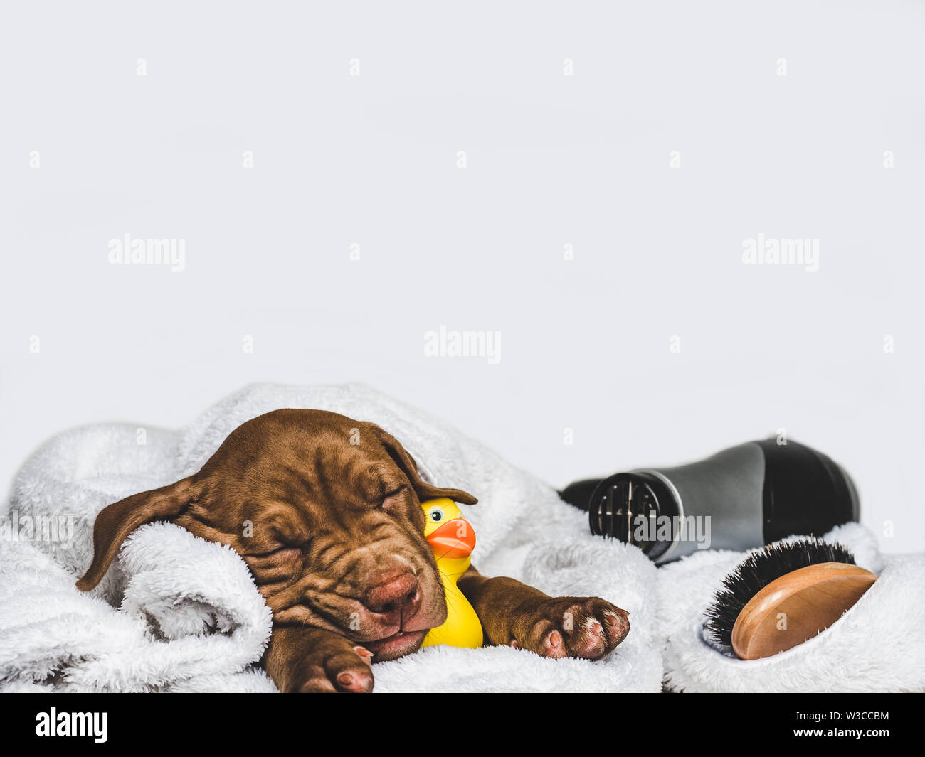 Charming puppy, lying on a white rug Stock Photo