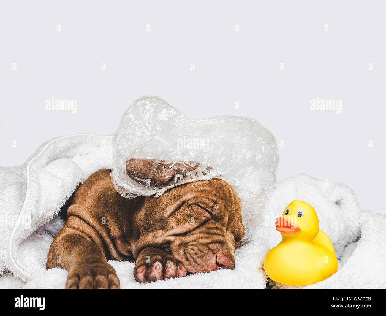 Charming puppy, lying on a white rug Stock Photo