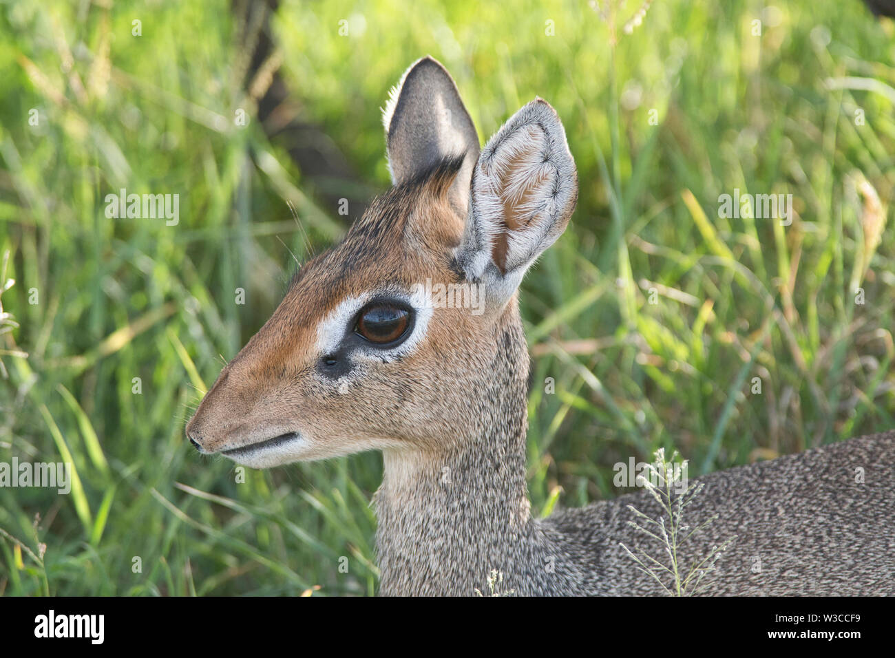 Syujeti va tarjimasi bilan porno komediya Teenage mutant Ninja toshbaqalar Karai va Leo jinsi