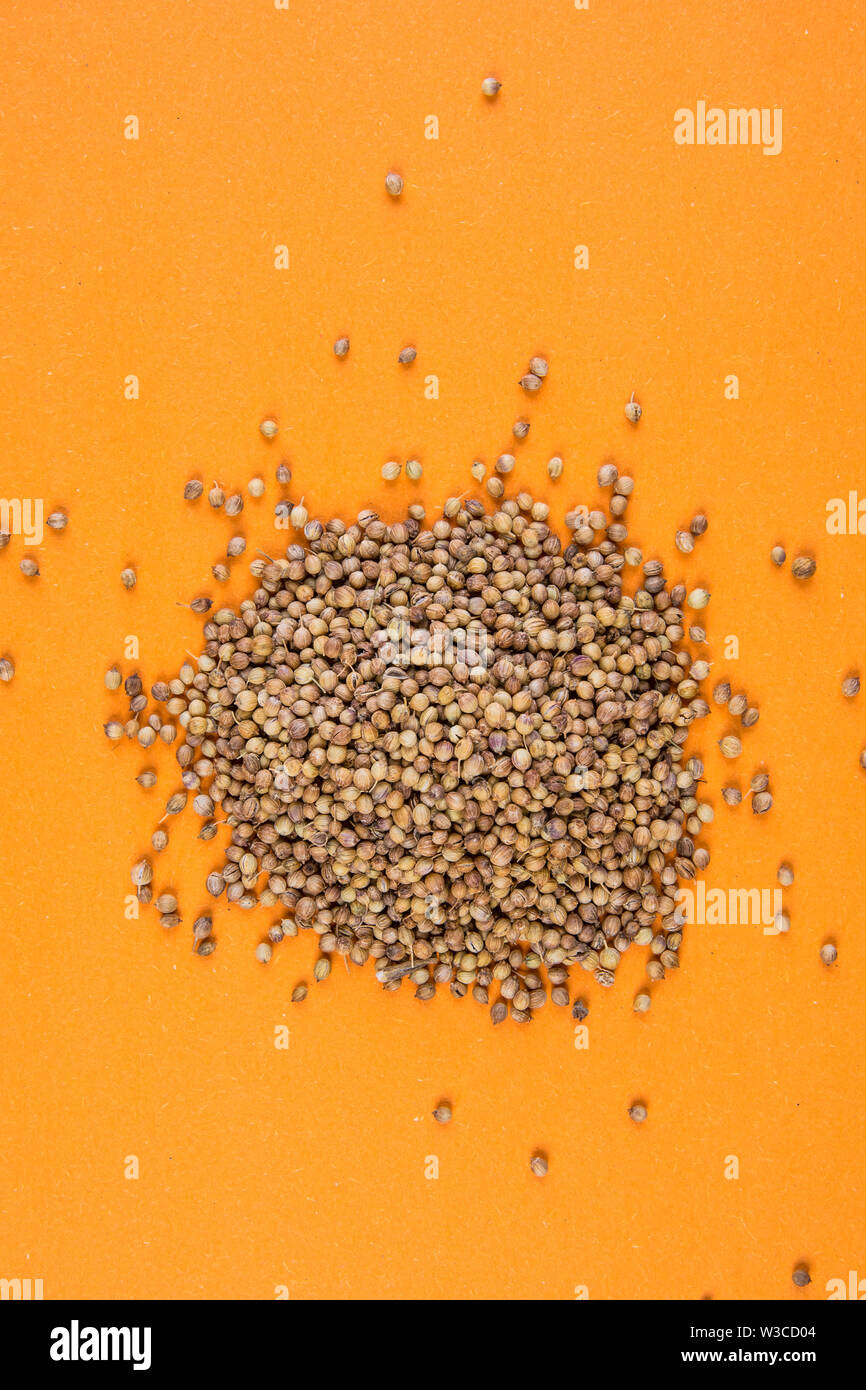 coriander on an orange background Stock Photo Alamy