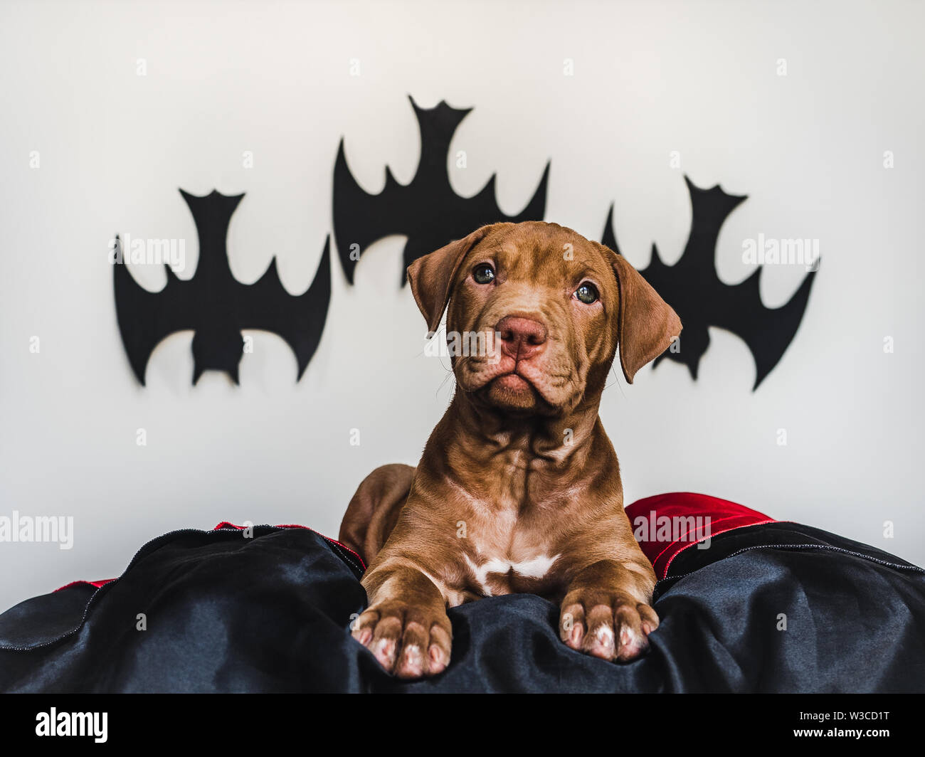 Charming puppy, lying on a black rug Stock Photo