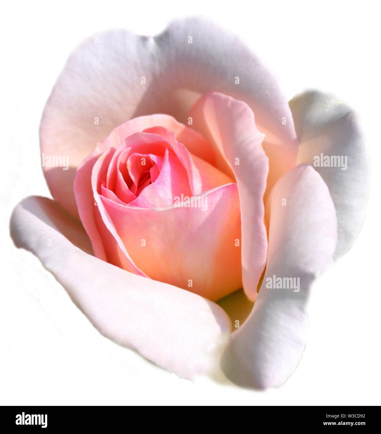Delicate pink rose image on white background brightly illuminated by ...