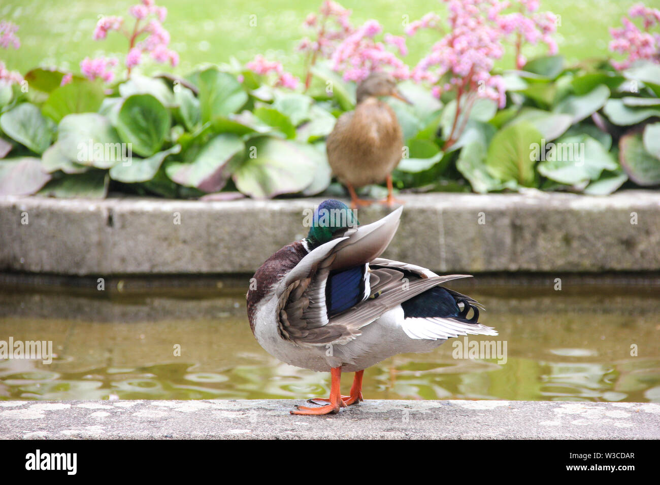A duck washes its feathers hi-res stock photography and images - Alamy