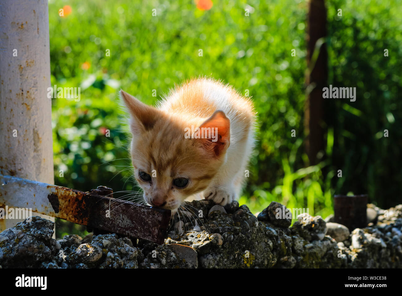 Orange and white cat exploring the environment in the garden. Stock Photo