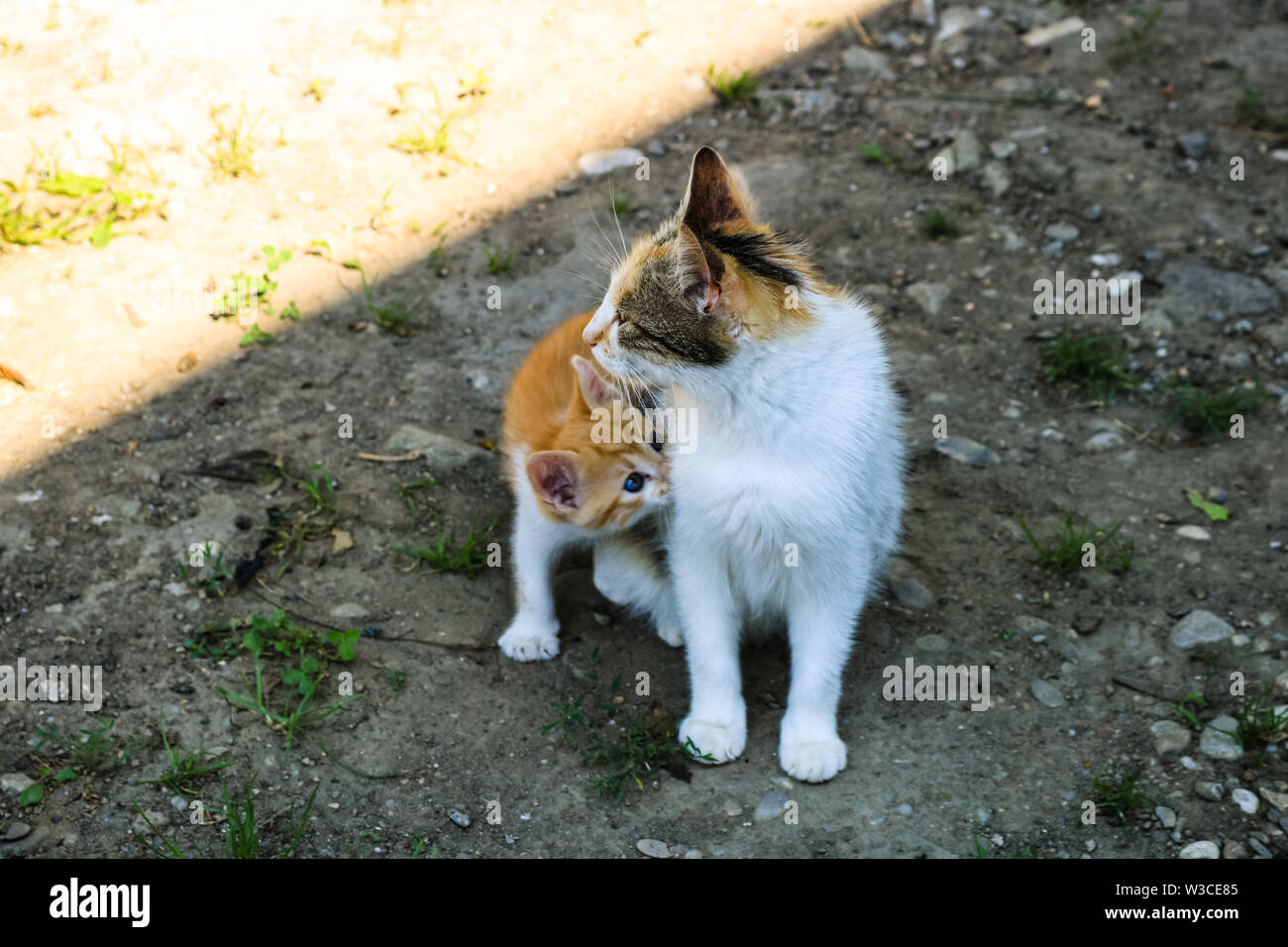 Cat nursing its little kitten Stock Photo Alamy