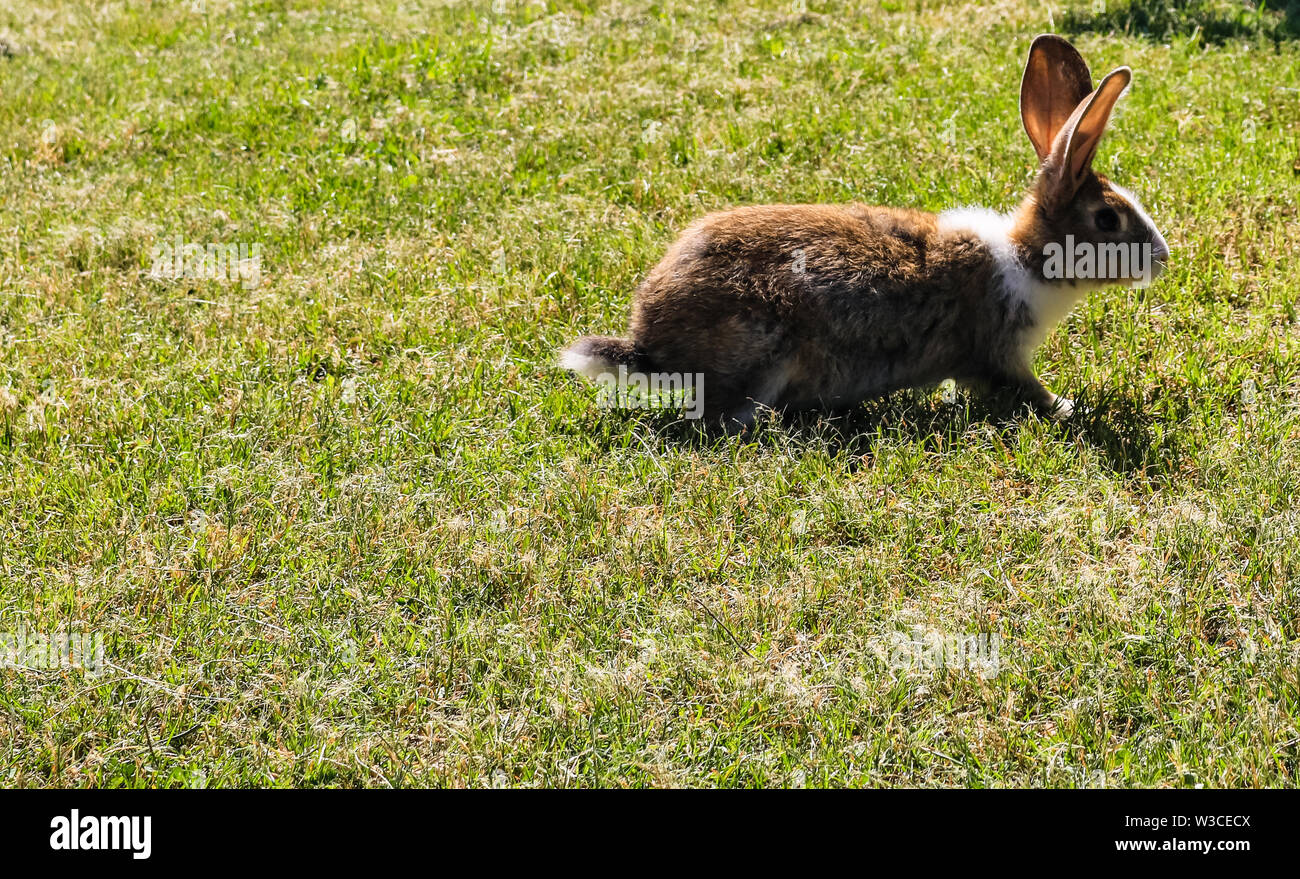 Back View Rabbit Running Close up photo of a rabbit running in the yard Stock Photo - Alamy