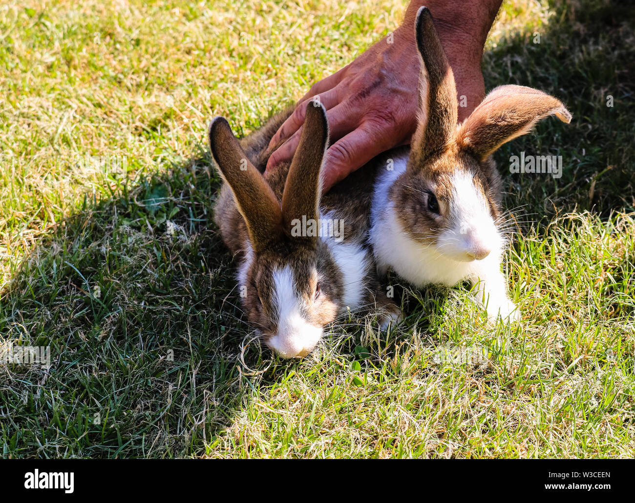 Two rabbits being hold down by a strong man hand Stock Photo Alamy
